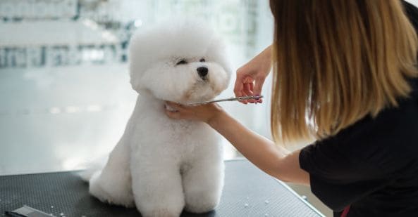 avt-animal-care-careers-overview-dog-groomer-593x309