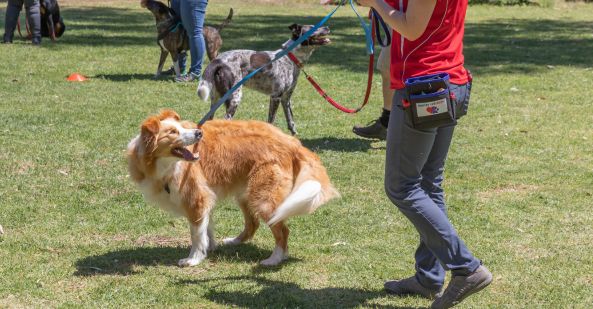 avt-animal-care-careers-overview-dog-trainer-593x309