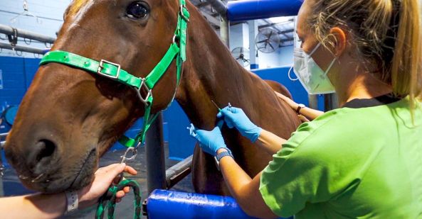 avt-animal-care-careers-overview-equine-vet-nurse-593x309
