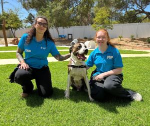 avt animal health and welfare gallery 02