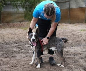 avt animal health and welfare gallery 04