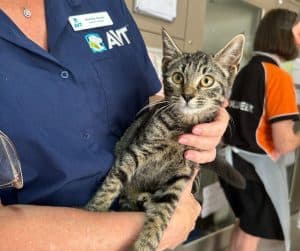 avt animal health and welfare gallery 07