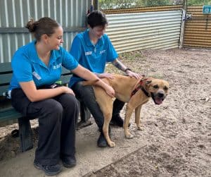 avt animal health and welfare gallery 08