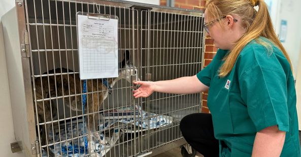 avt-animal-care-careers-overview-veterinary-assistant-593x309-v3