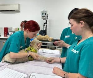 avt animal care careers vet nurse image gallery 01
