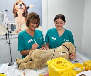 avt animal care careers vet nurse image gallery 02