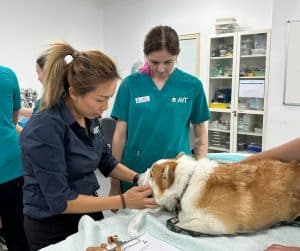 avt animal care careers vet nurse image gallery 03