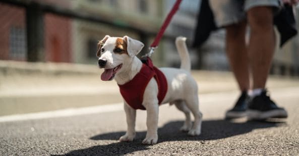 avt-pet-sitter-dog-walker-animal-career-australia-593x309