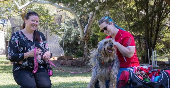 avt-animal-care-careers-overview-dog-behaviour-consultant-593x309