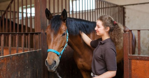 avt-animal-care-careers-overview-stable-hand-593x309