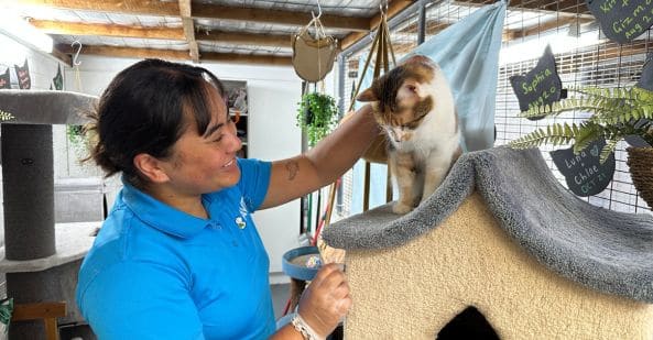avt-animal-care-careers-overview-cat-welfare-officer-593x309