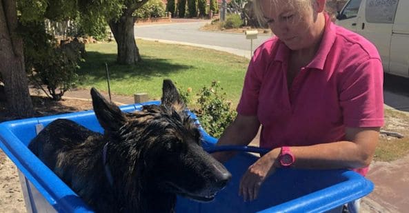 avt-animal-care-careers-overview-mobile-dog-washer-593x309