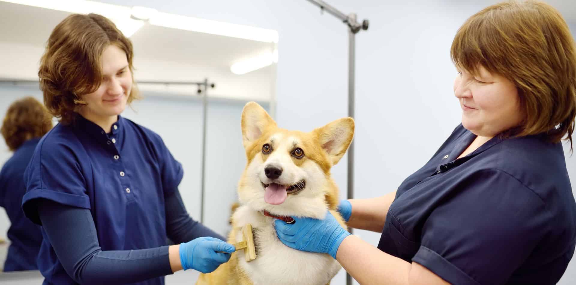 avt animal care careers profile dog pet grooming assistant 1920x950