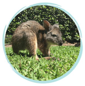 caring for wildlife in australia