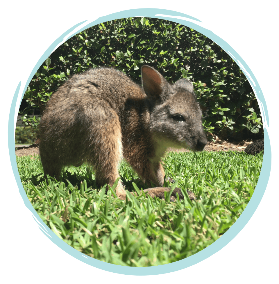 caring for wildlife in australia