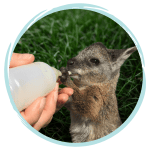australian wildlife care course