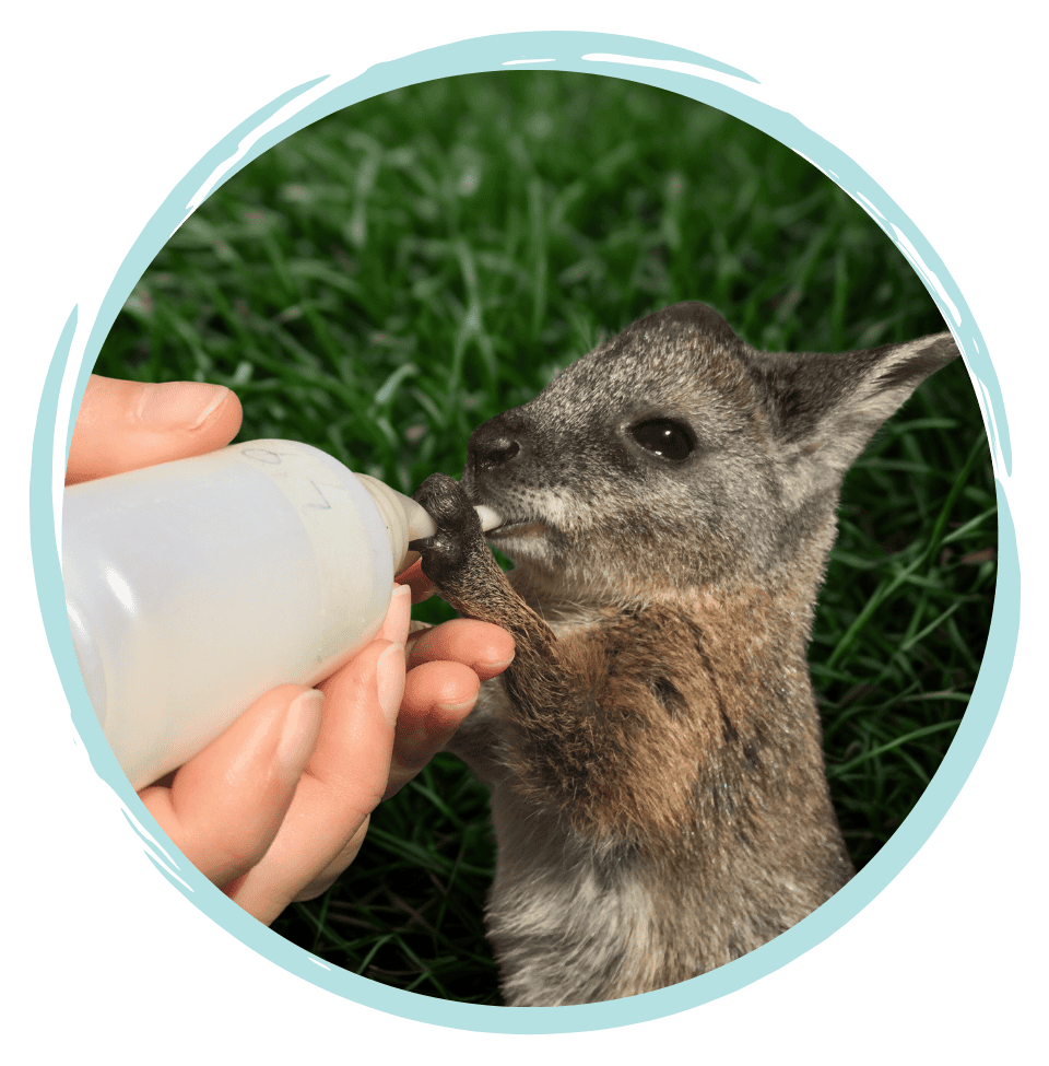 australian wildlife care course