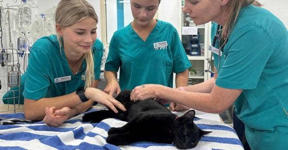 short course overview avt mental mental health course for veterinary nurses