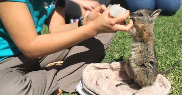 short course overview avt wildlife wildlife care short course