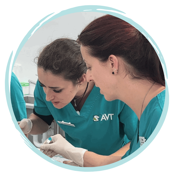 CPD vet nurses - cystocentesis training
