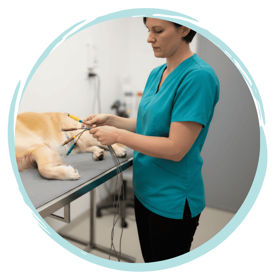 ECG short course for Vet nurses