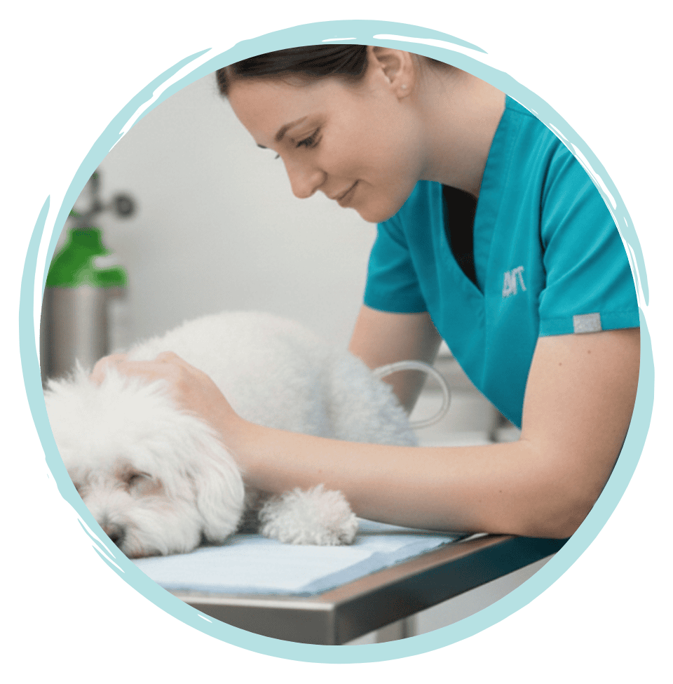 Advanced urinary catheterisation skills for vet nurses
