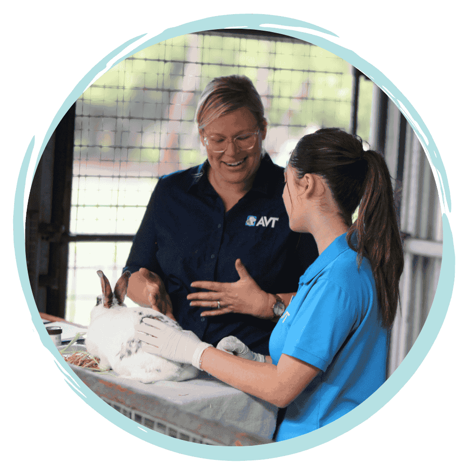 Study animal care at high school