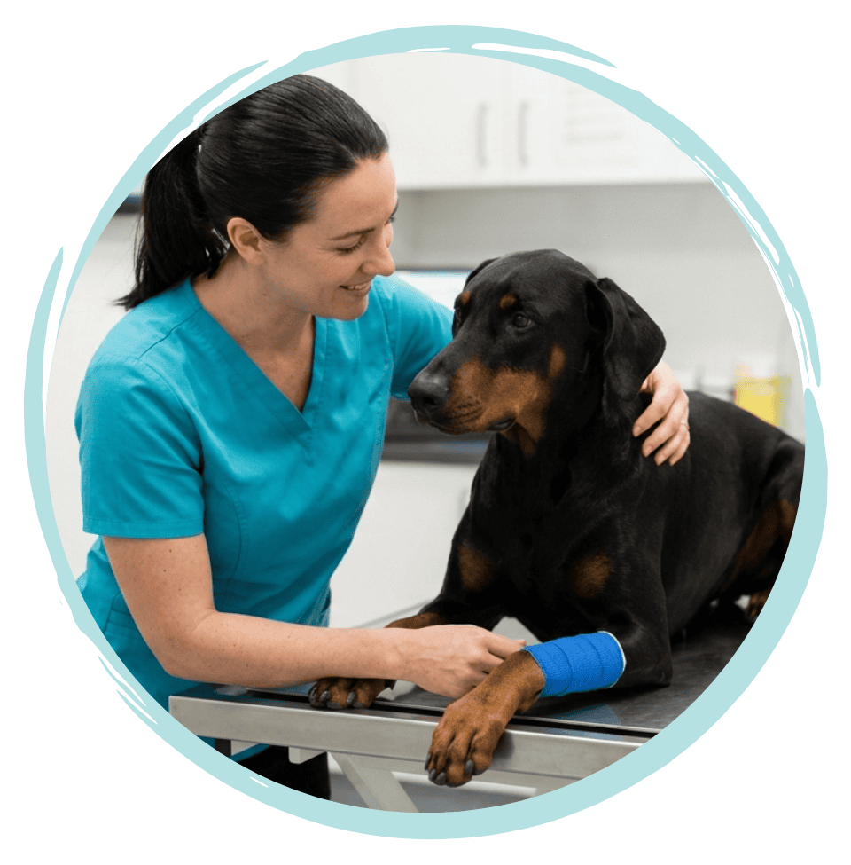 advanced bandaging course for vet nurses