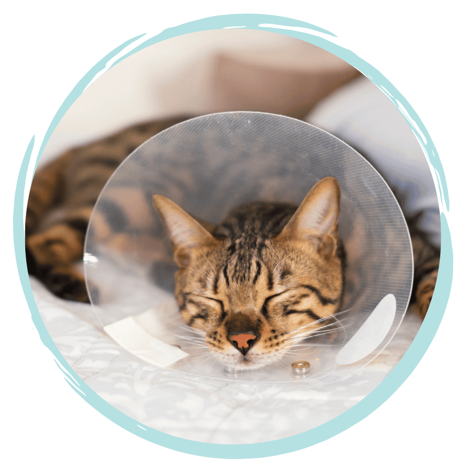 cat desexing course for vet nurses