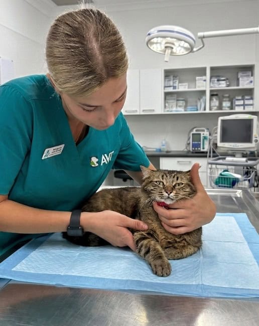 cat castration course for advanced vet nurses