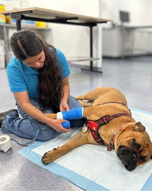 bandaging course for vet nurses