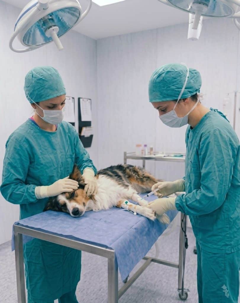 Vet Nursing micro-credential short course on advanced anaesthesia skills