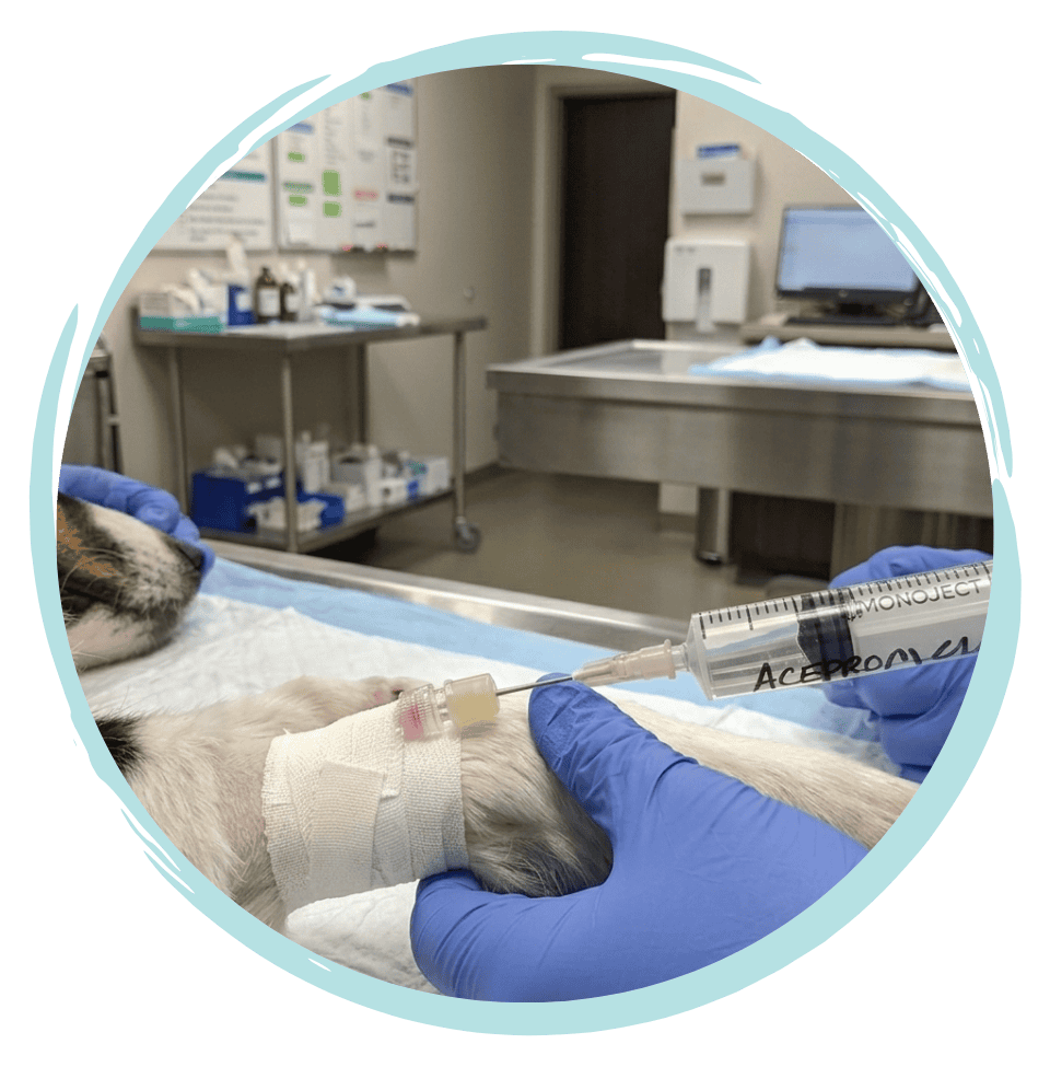 Vet Nurse short course on advanced anaesthesia