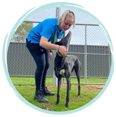 Study animal care online in Australia